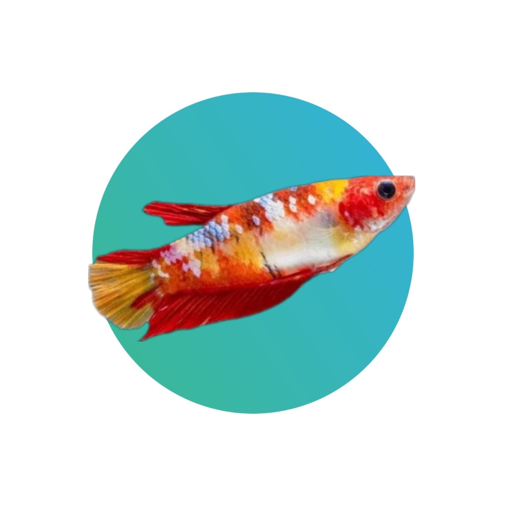 [BE0066FM] Round tail (Plakat) betta female (fighter fish) (Koi)