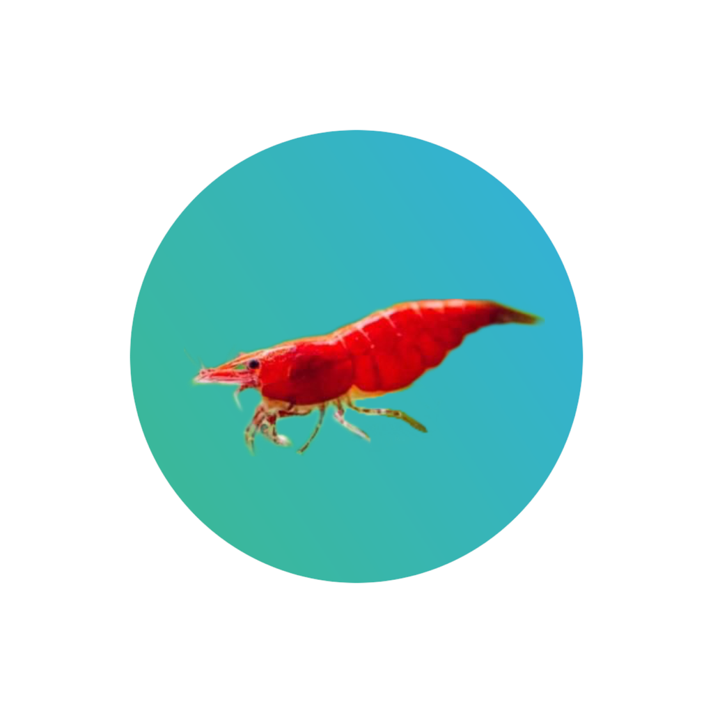 [SH001] Cherry shrimp (Neocaridina sp.) (Red)