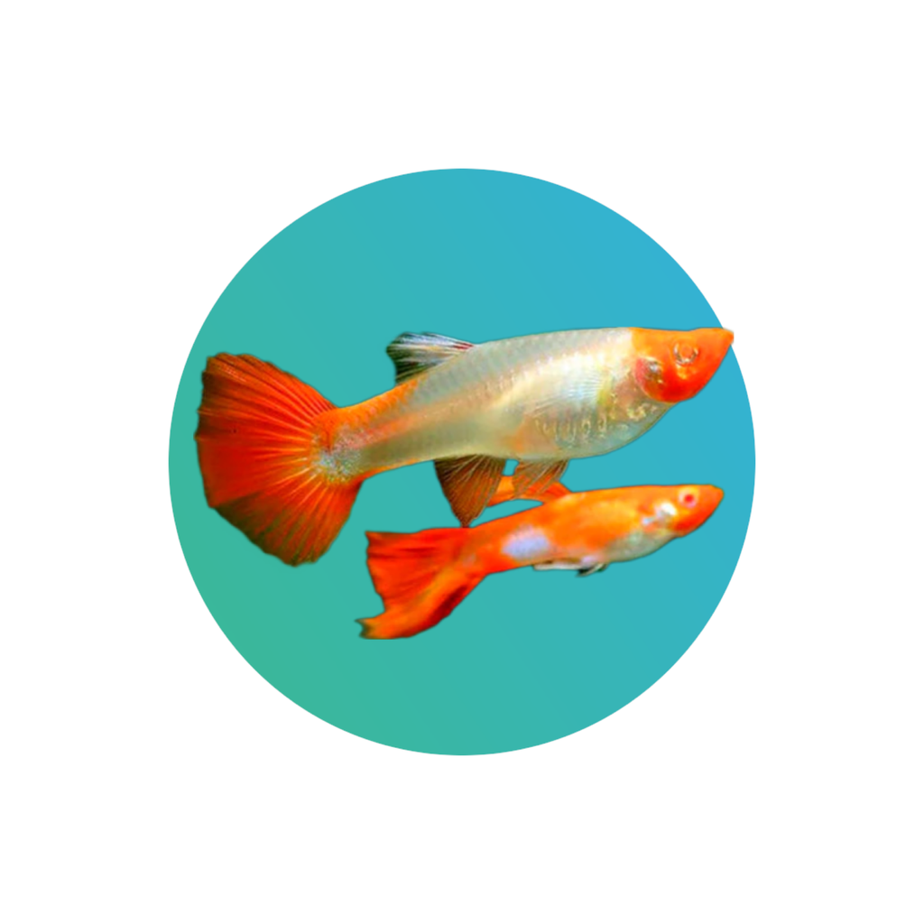 [GU003] Guppy Koi or Redhead (Poecilia reticulata) (Albino koi guppy - PAIR)