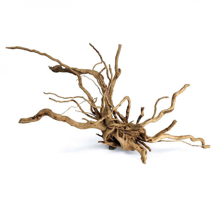 Wood Root Medium / 31-40 Cm