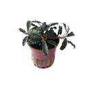 AG | Bucephalandra 'Kedagang' - Pot