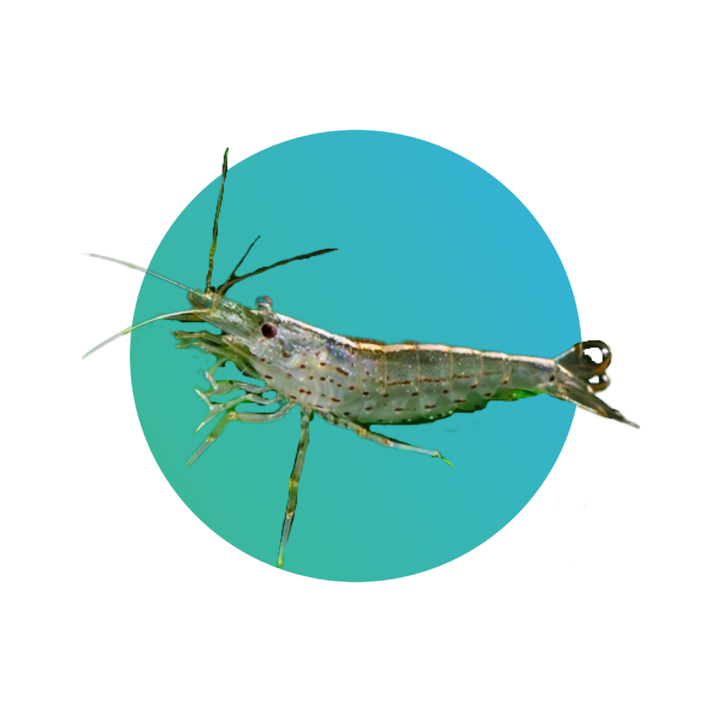 [AGShrimp1] Amano shrimp