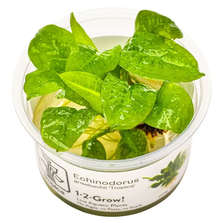 [071E TC] 1-2-Grow! Echinodorus grisebachii 'Tropica'