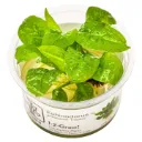 1-2-Grow! Echinodorus grisebachii 'Tropica'