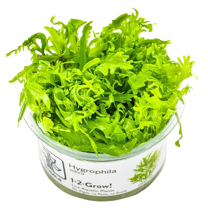 [051D TC] 1-2-Grow! Hygrophila odora