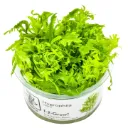 1-2-Grow! Hygrophila odora