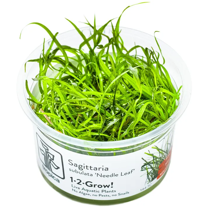[144 TC] 1-2-Grow! Sagittaria subulata 'Needle Leaf'