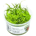 1-2-Grow! Sagittaria subulata 'Needle Leaf'