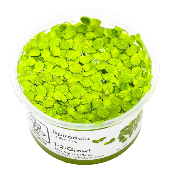 [131 TC] 1-2-Grow! Spirodela polyrrhiza